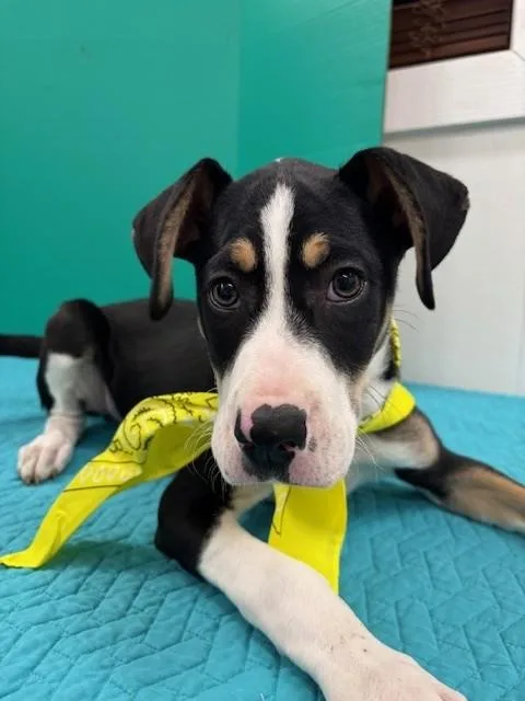 Oatmeal Raisin Cookie