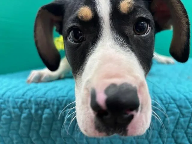 Oatmeal Raisin Cookie thumbnail 4