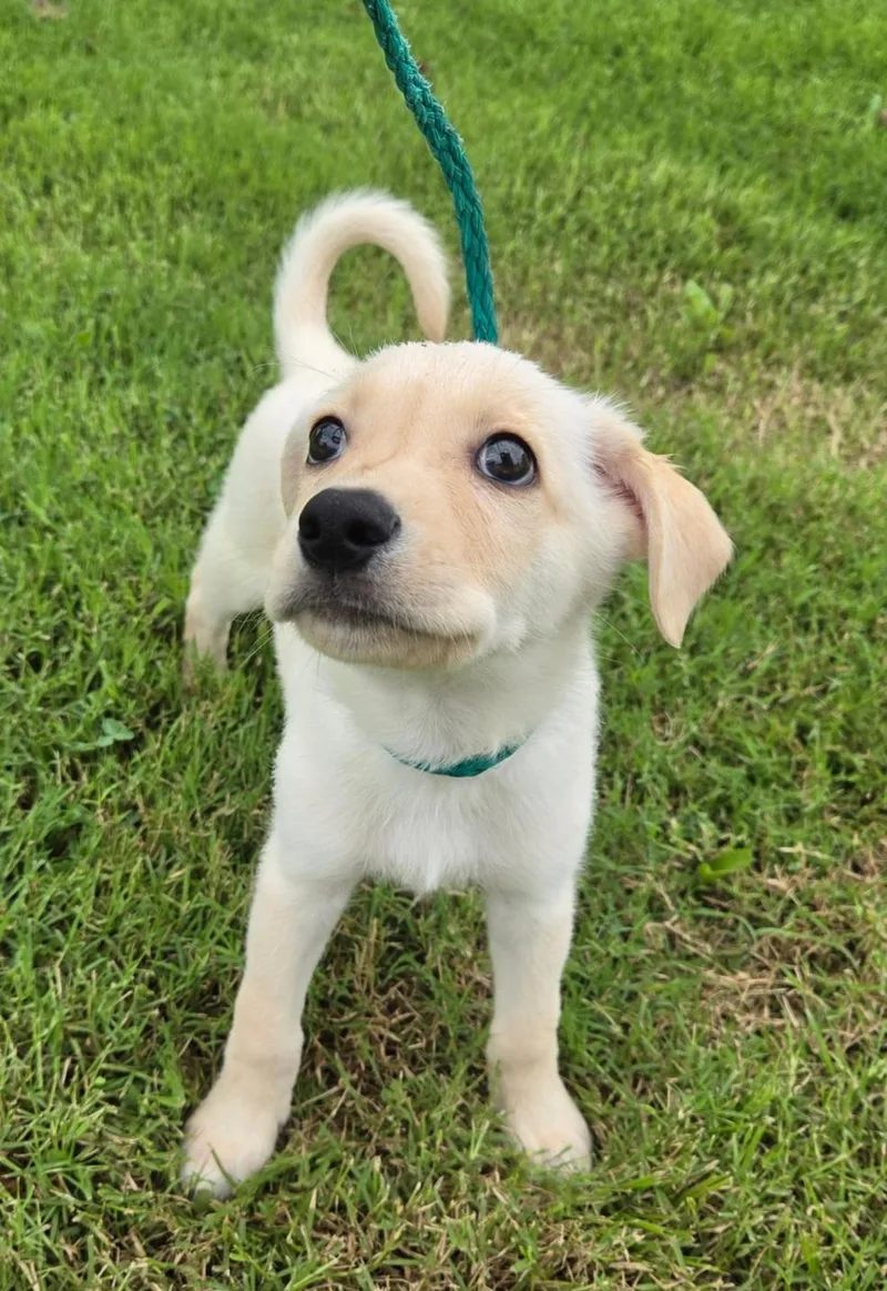 A baby small-sized male Yellow / Tan / Blond / Fawn Yellow Labrador Retriever dog named Little Man for adoption in Bloomsdale, MO