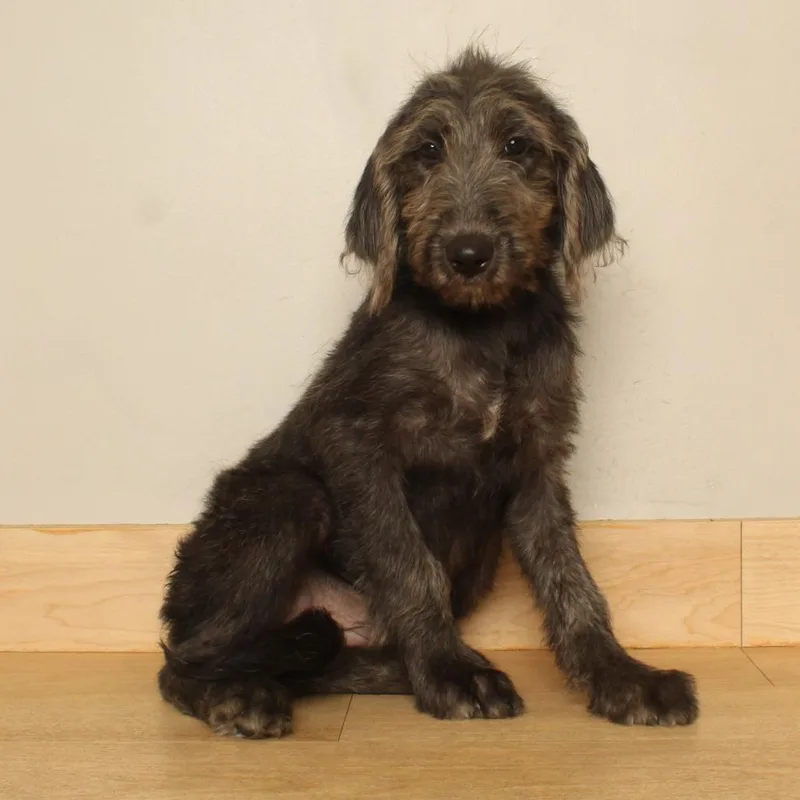 A baby medium-sized female Black Labrador Retriever dog named Enya D for adoption in Minnetonka, MN