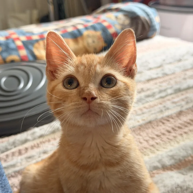 A baby medium-sized male Tabby (Orange / Red) American Shorthair cat named Simba for adoption in Hickory, NC