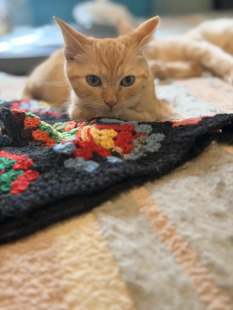 Simba thumbnail 2