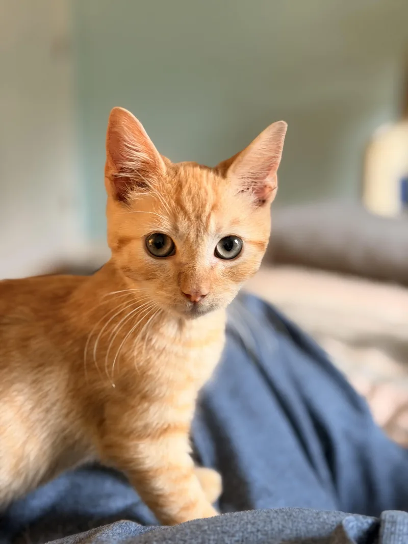 Simba thumbnail 4