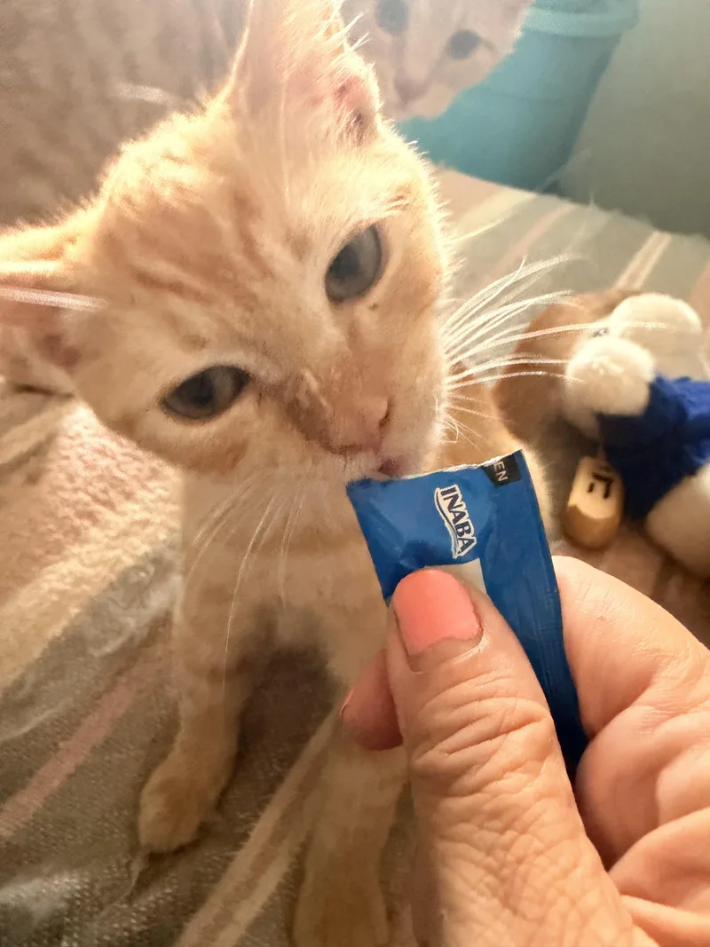Simba thumbnail 5