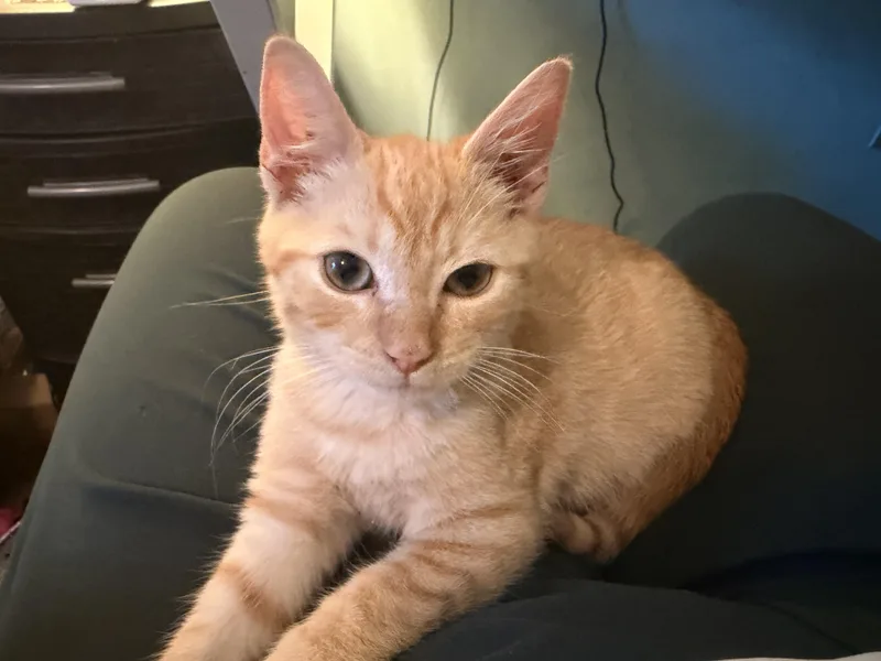 Simba thumbnail 6