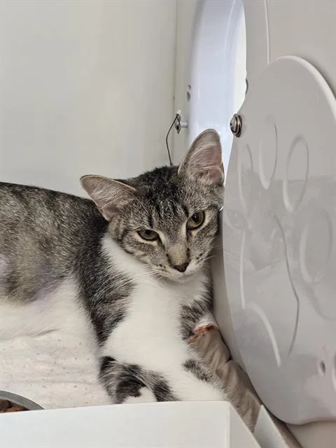 A young small-sized female Domestic Short Hair cat named Tiana for adoption in Indianapolis, IN