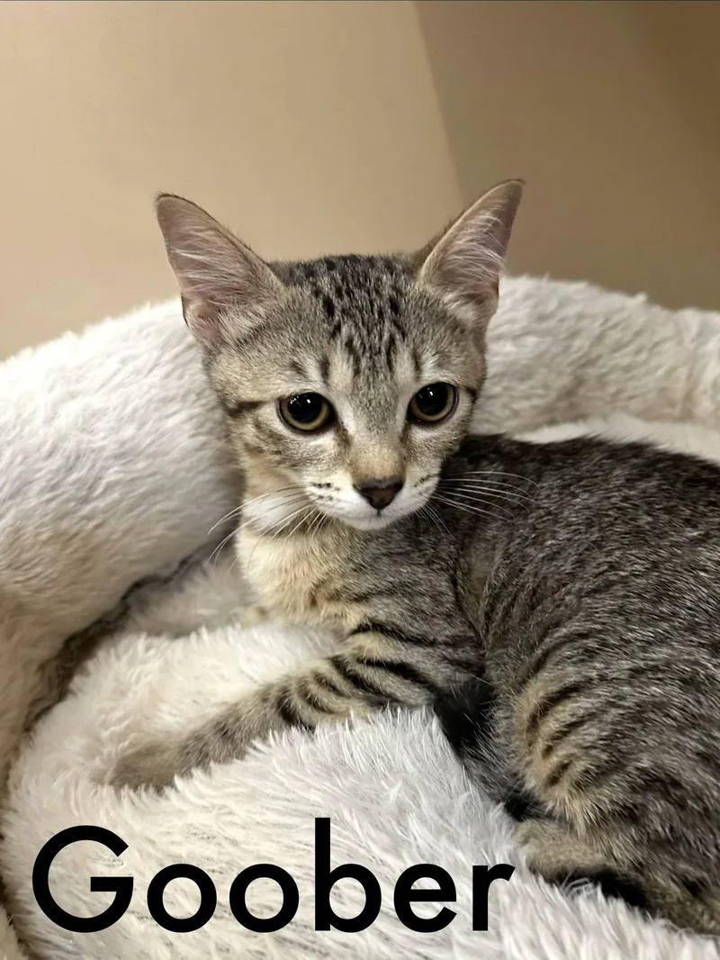 A baby medium-sized female Brown / Chocolate Domestic Short Hair cat named Goober for adoption in Oviedo, FL