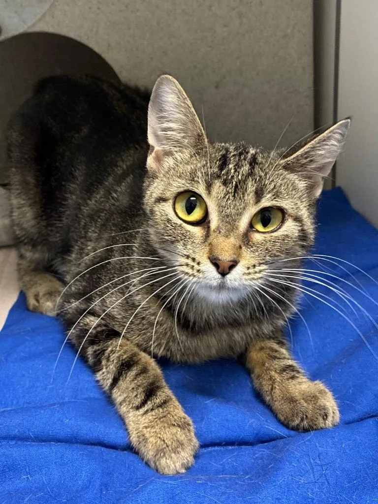 A young medium-sized female Domestic Short Hair cat named West for adoption in Bryant, AR