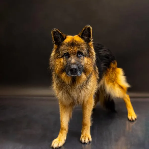 An adult extra large-sized male German Shepherd Dog dog named Pen  Fritz for adoption in Lawrenceville, GA