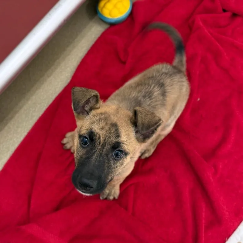 A baby small-sized male Brindle Mixed Breed dog named Duke for adoption in Marshall, VA