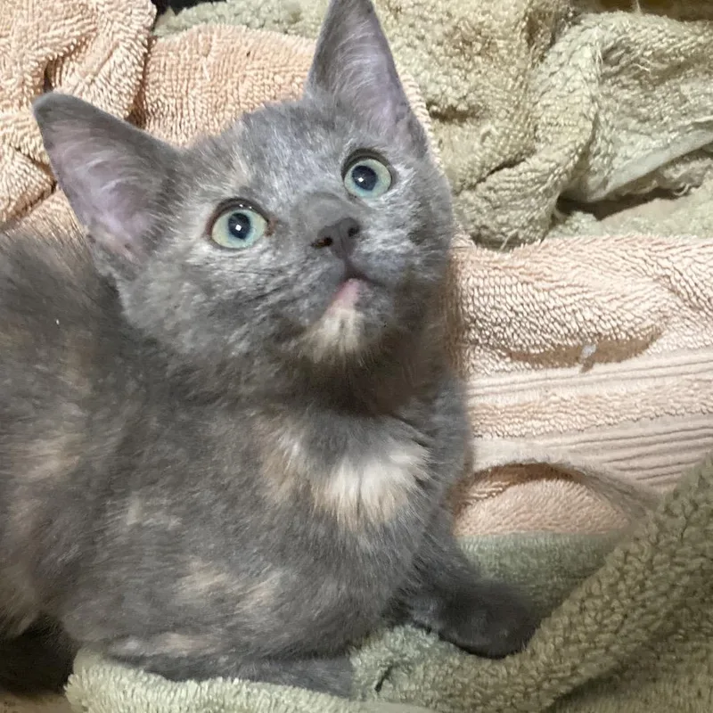 A baby small-sized female Tortoiseshell Domestic Short Hair cat named Orchid DyalSD for adoption in Tallahassee, FL