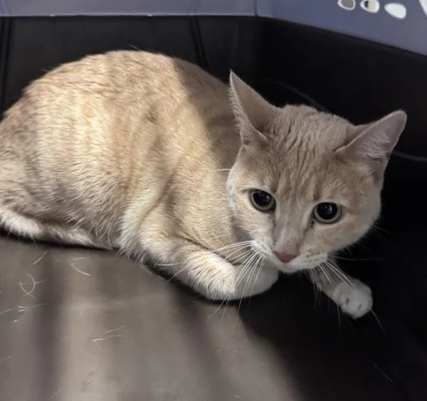An adult small-sized female Domestic Short Hair cat named Penelope for adoption in Escondido, CA