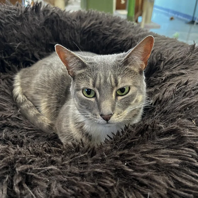 Whiskers thumbnail 2