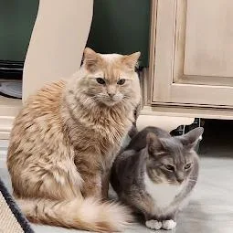 Whiskers thumbnail 3