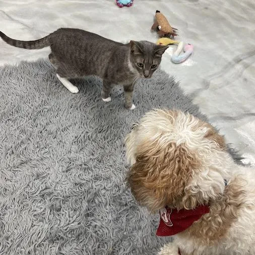 Whiskers thumbnail 4