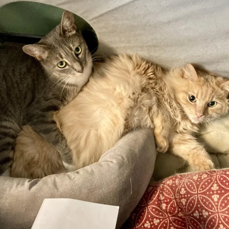 Whiskers thumbnail 5