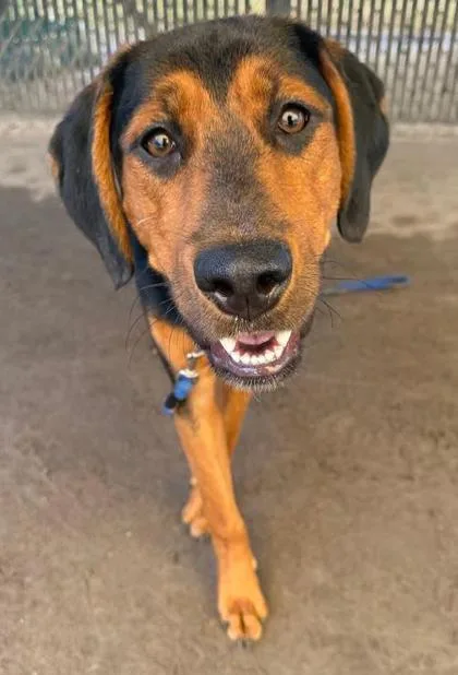 An adult large-sized male Mixed Breed dog named Challenger for adoption in Savannah, GA