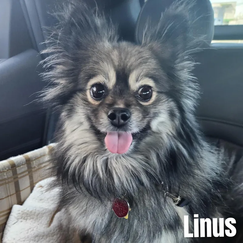 Linus