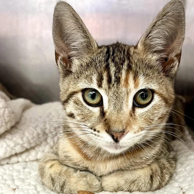 A baby medium-sized female Brown / Chocolate Domestic Short Hair cat named Zelda for adoption in Oakland, CA