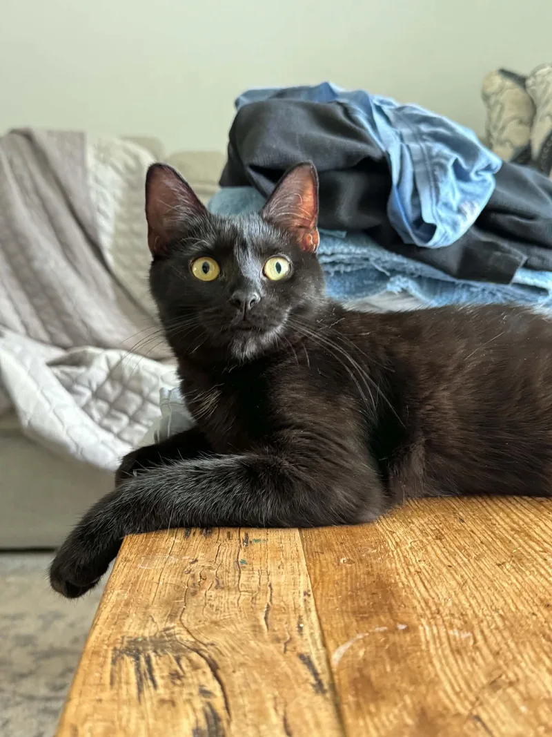 A baby medium-sized female Black Domestic Short Hair cat named Trixie for adoption in Gonic, NH