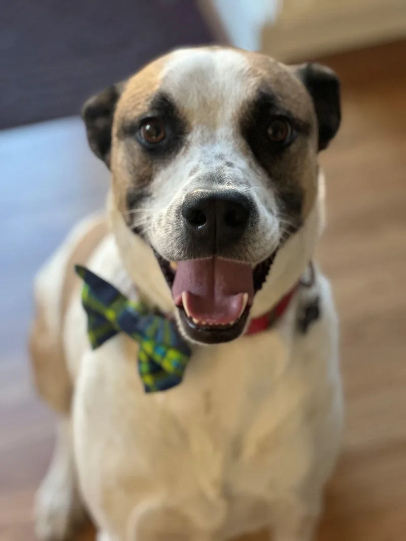 Zeppelin thumbnail 3