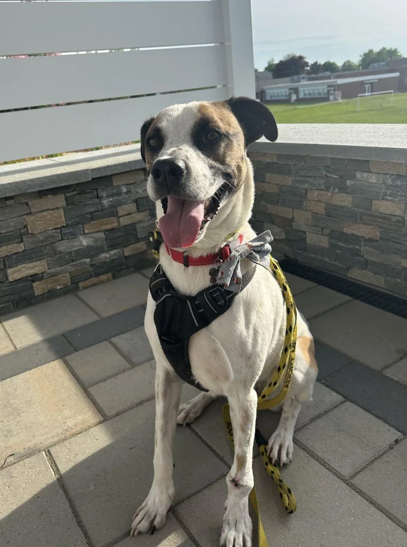 Zeppelin thumbnail 4