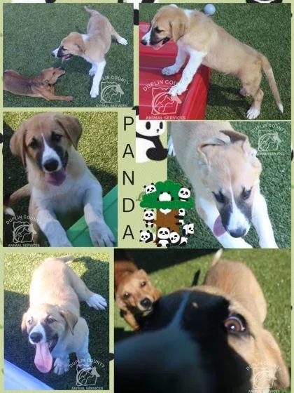 A baby medium-sized male Great Pyrenees dog named Panda for adoption in Kenansville, NC