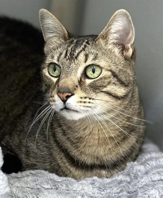 A senior medium-sized male Domestic Short Hair cat named Hoover for adoption in Dedham, MA
