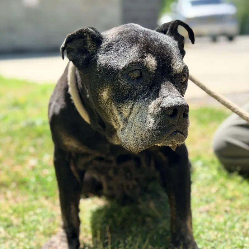A senior medium-sized female Black Boxer dog named Daphne for adoption in Saluda, VA
