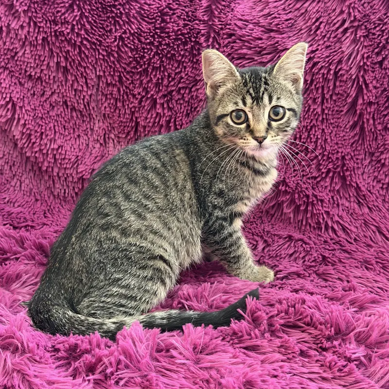 A baby medium-sized female Tabby (Brown / Chocolate) Domestic Short Hair cat named Jessie  Sweet Bottle for adoption in Plano, TX
