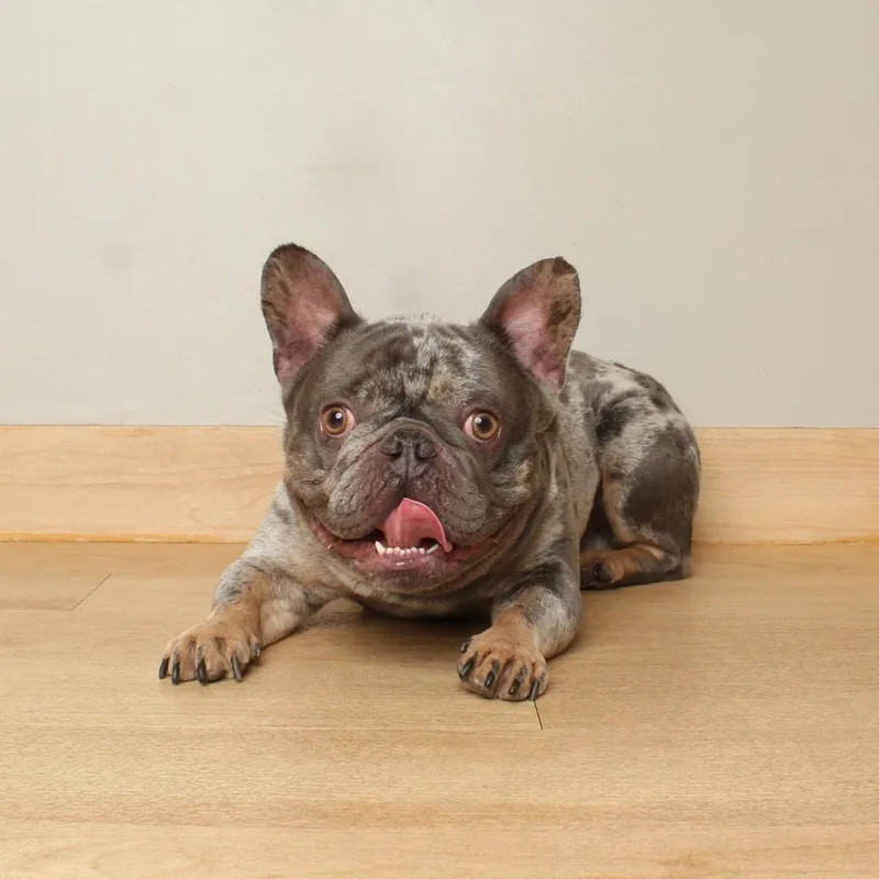 An adult small-sized male Gray / Blue / Silver French Bulldog dog named Archer D for adoption in Minnetonka, MN