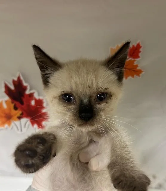 A young small-sized male Domestic Short Hair cat named Spot for adoption in Riverside, CA