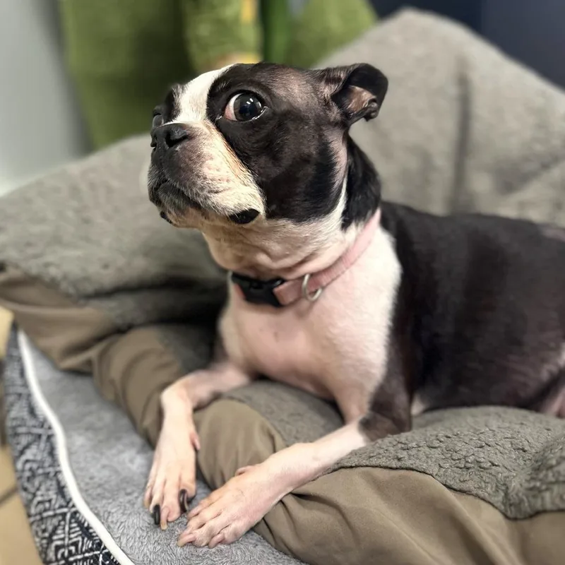 Coco  Chanel thumbnail 3