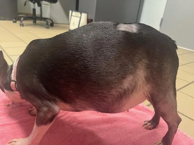 Coco  Chanel thumbnail 4