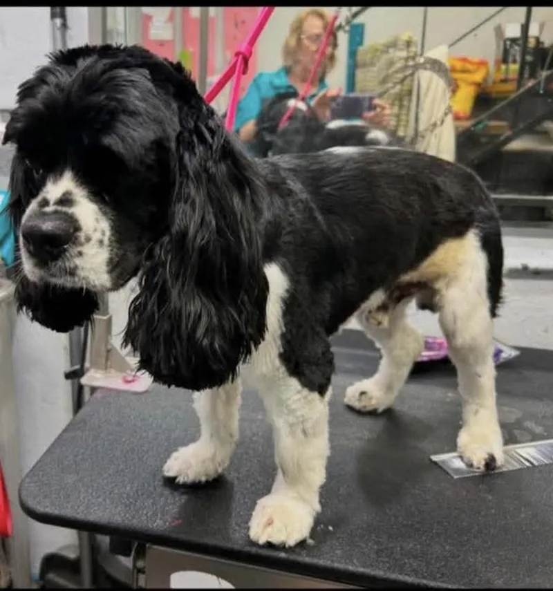 An adult medium-sized male Cocker Spaniel dog named Oreo Cocker Spaniel for adoption in Panama City, FL
