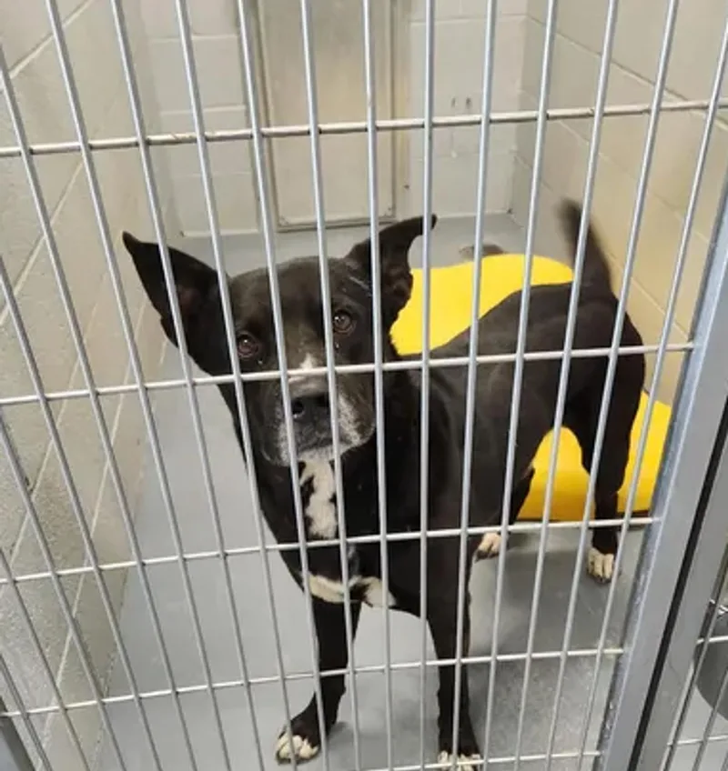 An adult medium-sized male Black Shepherd dog named Toby for adoption in Kingman, AZ