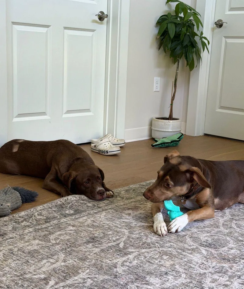 A young medium-sized female Chocolate Labrador Retriever dog named Honey for adoption in Yonkers, NY