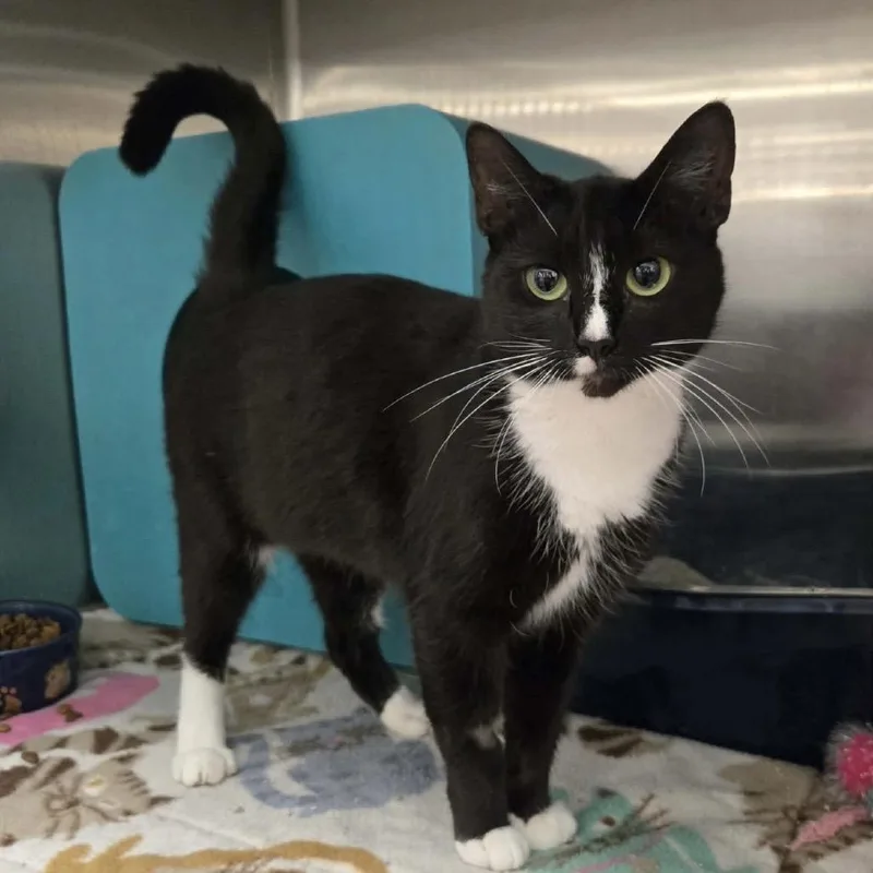 An adult medium-sized female Black Domestic Short Hair cat named Mira for adoption in Williston, FL