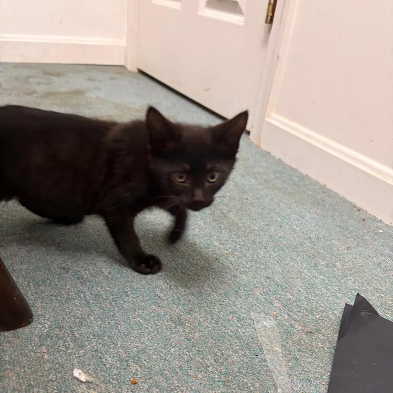 A baby small-sized male Black Domestic Short Hair cat named Bob for adoption in Abingdon, MD