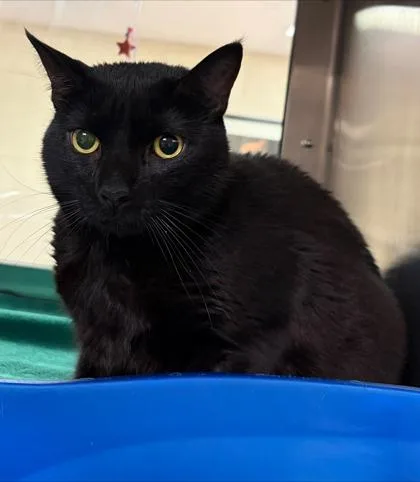 An adult small-sized male Domestic Short Hair cat named Popeye for adoption in West Chester, PA