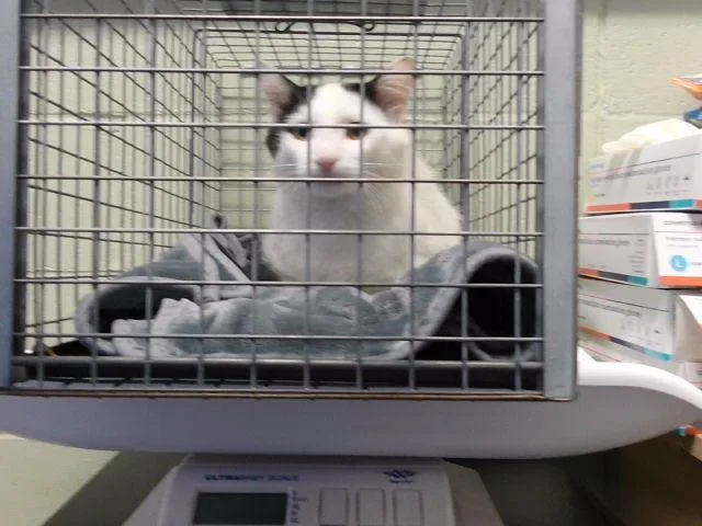 A young medium-sized male Domestic Short Hair cat named Mochi for adoption in Tulsa, OK
