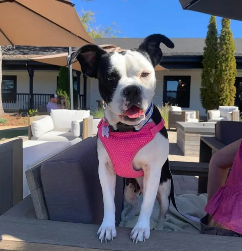 An adult medium-sized female American Bulldog dog named Sky for adoption in Shingle Springs, CA