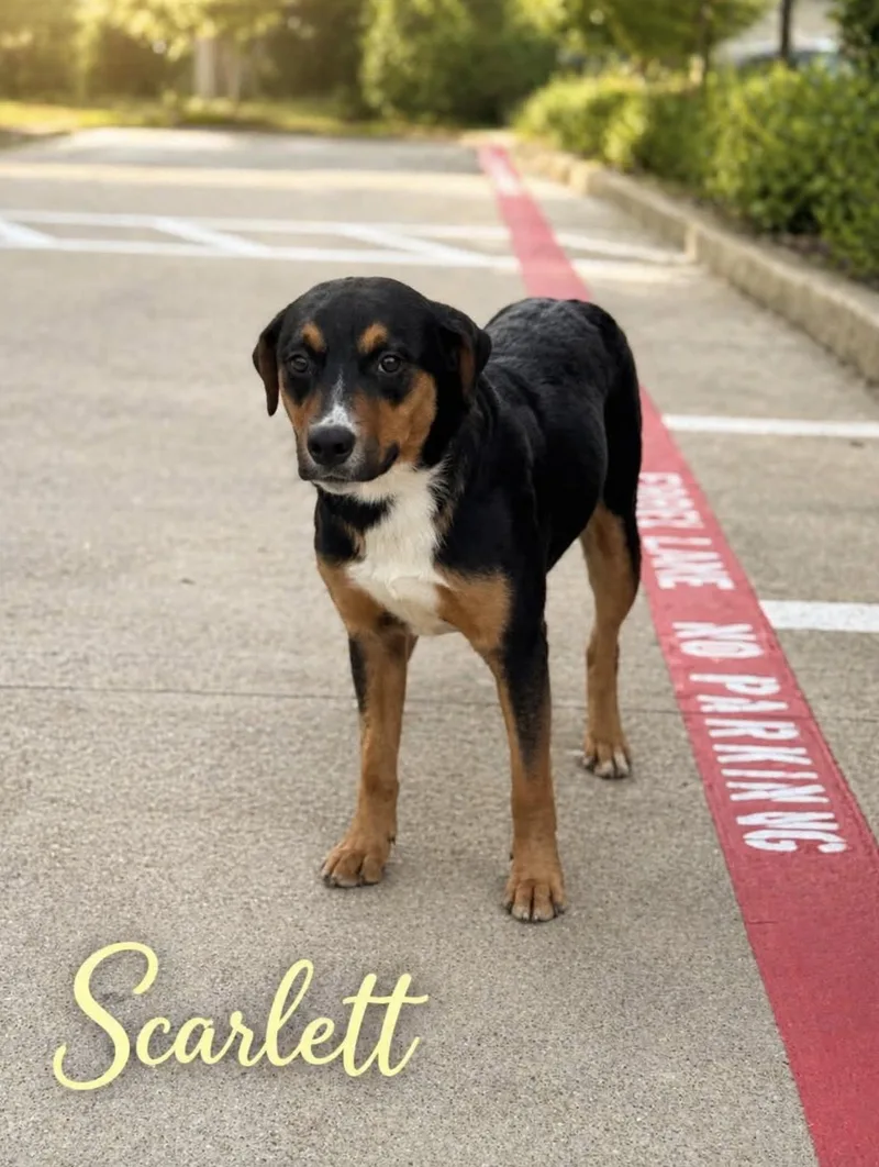 Scarlett Rottweiler