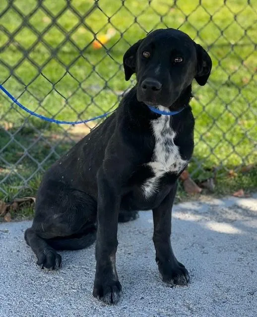 A young medium-sized male Labrador Retriever dog named 61933187 for adoption in Elko, NV
