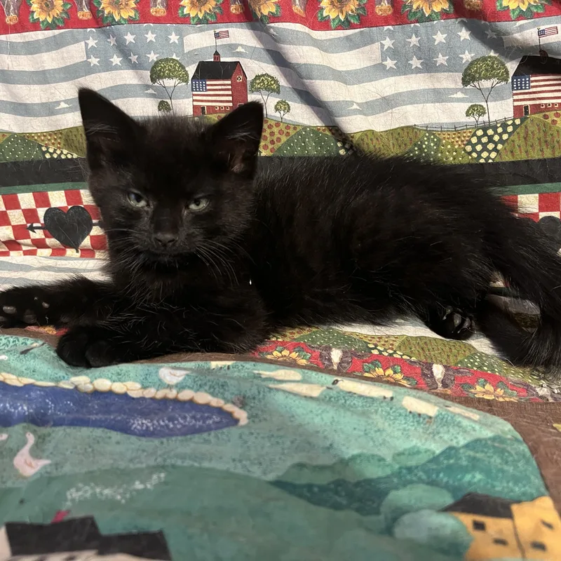 A baby medium-sized male Black Domestic Short Hair cat named Baltimore for adoption in Woodbridge, VA