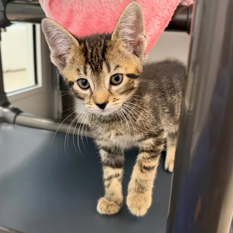 A baby small-sized male Brown / Chocolate Domestic Short Hair cat named Armand for adoption in New York, NY