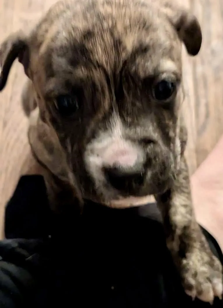 A baby medium-sized male Boxer dog named Vadar for adoption in Herndon, VA