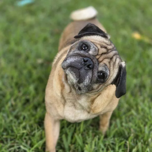 An adult small-sized male Yellow / Tan / Blond / Fawn Pug dog named Tigger for adoption in Alvin, TX