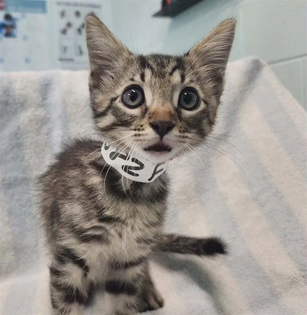 A baby small-sized male Brown / Chocolate Domestic Short Hair cat named Puff for adoption in Tavares, FL