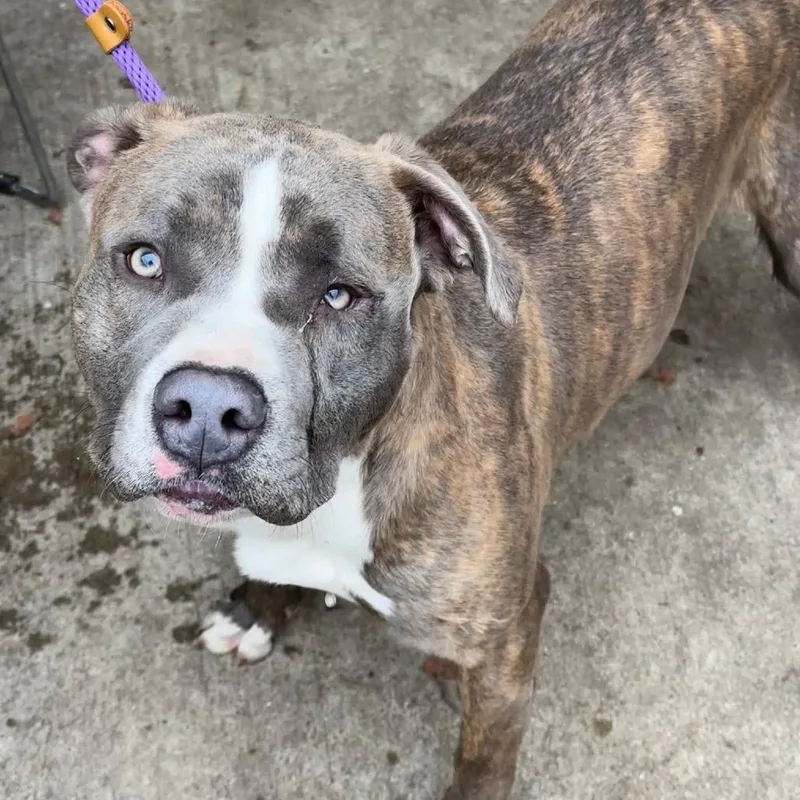 A young large-sized male Gray / Blue / Silver Pit Bull Terrier dog named Cowbell for adoption in Northbrook, IL